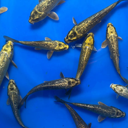 Ginrin Kabuto Ogono Tosai (baby koi)
