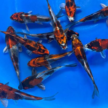 Kin Showa Tosai (baby koi)