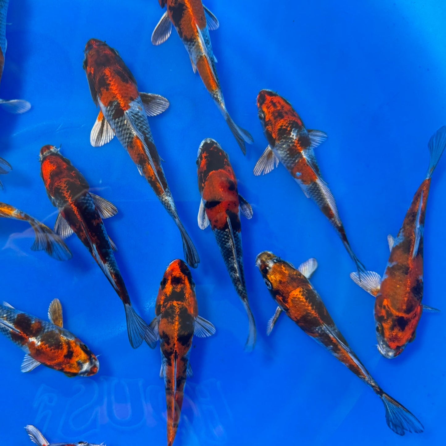 Kin Showa Tosai (baby koi)