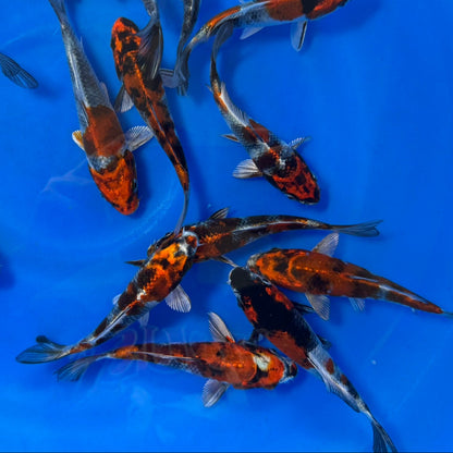 Kin Showa Tosai (baby koi)