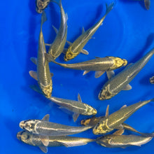 Kabuto Ogon Tosai (baby koi)