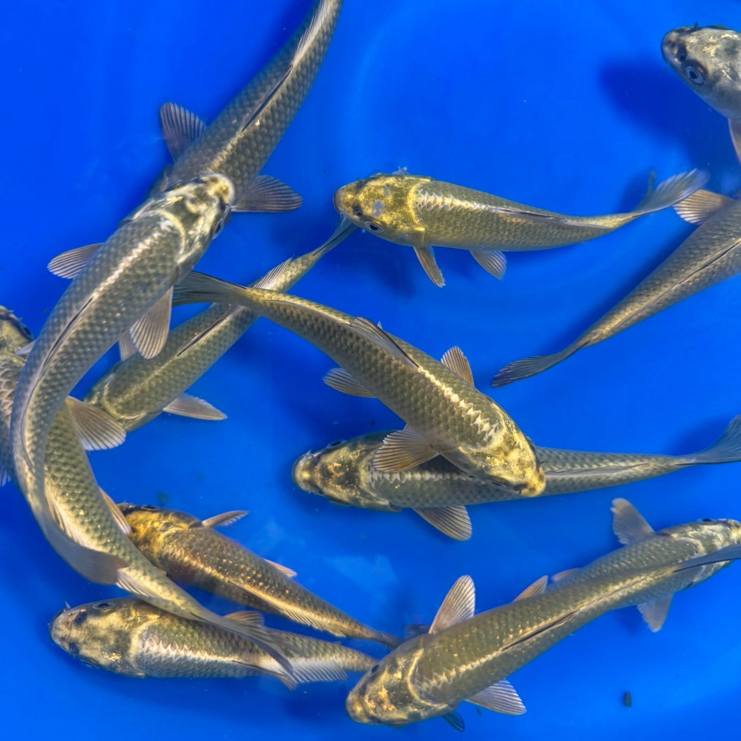Kabuto Ogon Tosai (baby koi)