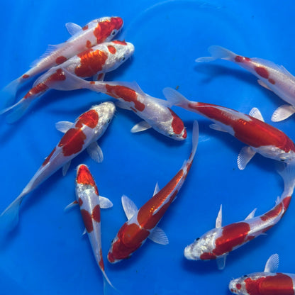 Kikusui Tosai (baby koi)