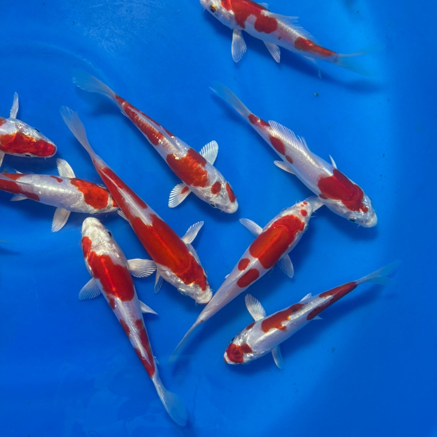 Kikusui Tosai (baby koi)