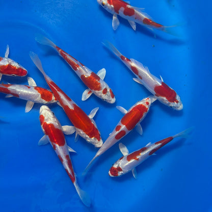 Kikusui Tosai (baby koi)