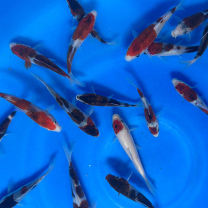 Budo Goromo / Koromo Tosai (baby koi)