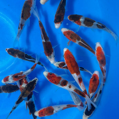 Budo Goromo / Koromo Tosai (baby koi)