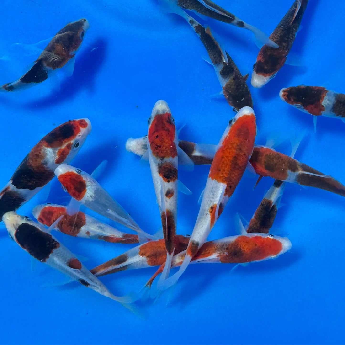 Budo Goromo / Koromo Tosai (baby koi)
