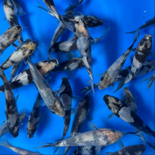 Kage Shiro Utsuri Tosai (baby koi)