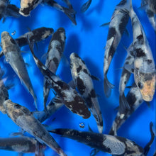 Kage Shiro Utsuri Tosai (baby koi)