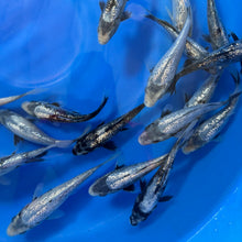 Ginrin Matsukawabake tosai (baby koi)