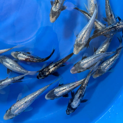 Ginrin Matsukawabake tosai (baby koi)