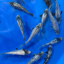 Ginrin Matsukawabake tosai (baby koi)