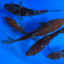 Ochiba Shigure Tosai (baby koi)