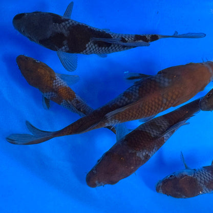 Ochiba Shigure Tosai (baby koi)