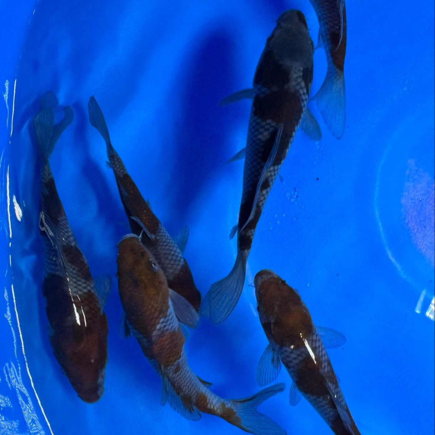 Ochiba Shigure Tosai (baby koi)