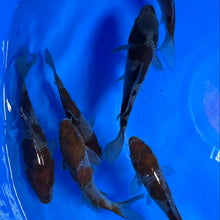 Ochiba Shigure Tosai (baby koi)
