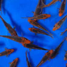 Aka Matsuba Tosai (baby koi)