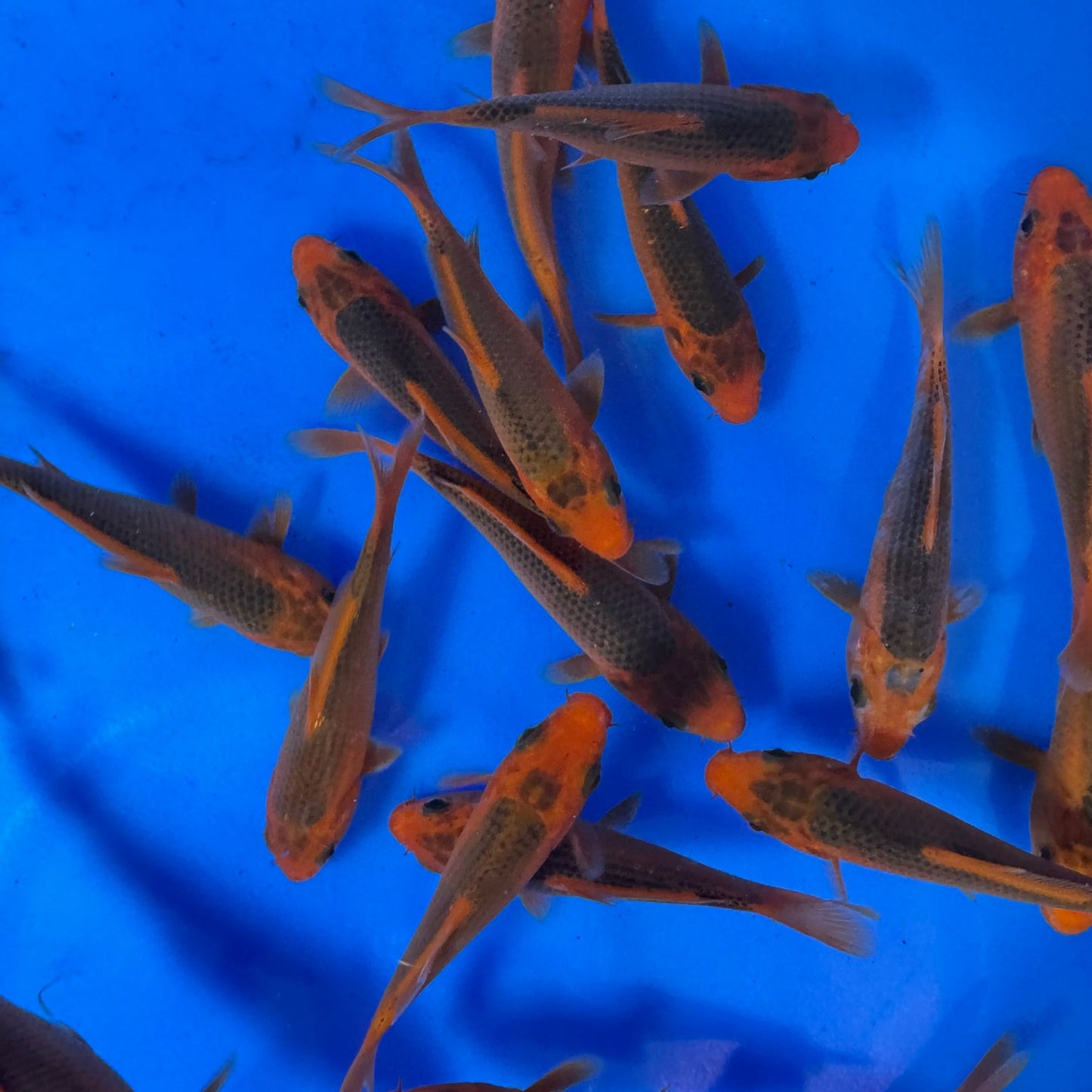 Aka Matsuba Tosai (baby koi)