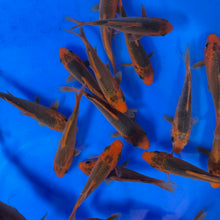 Aka Matsuba Tosai (baby koi)