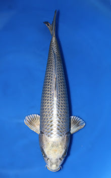Mukashi Ogon