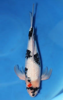 Ginrin Hirenaga Shiro Utsuri