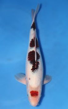 Budo Goromo