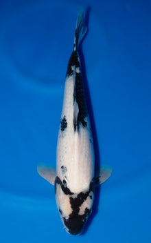 Shiro Utsuri