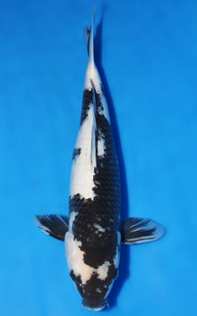 Shiro Utsuri