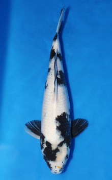 Shiro Utsuri