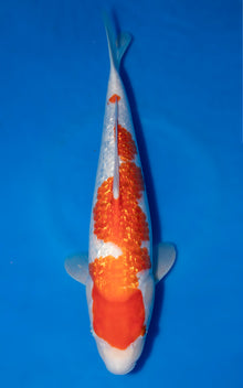 Ginrin Kohaku
