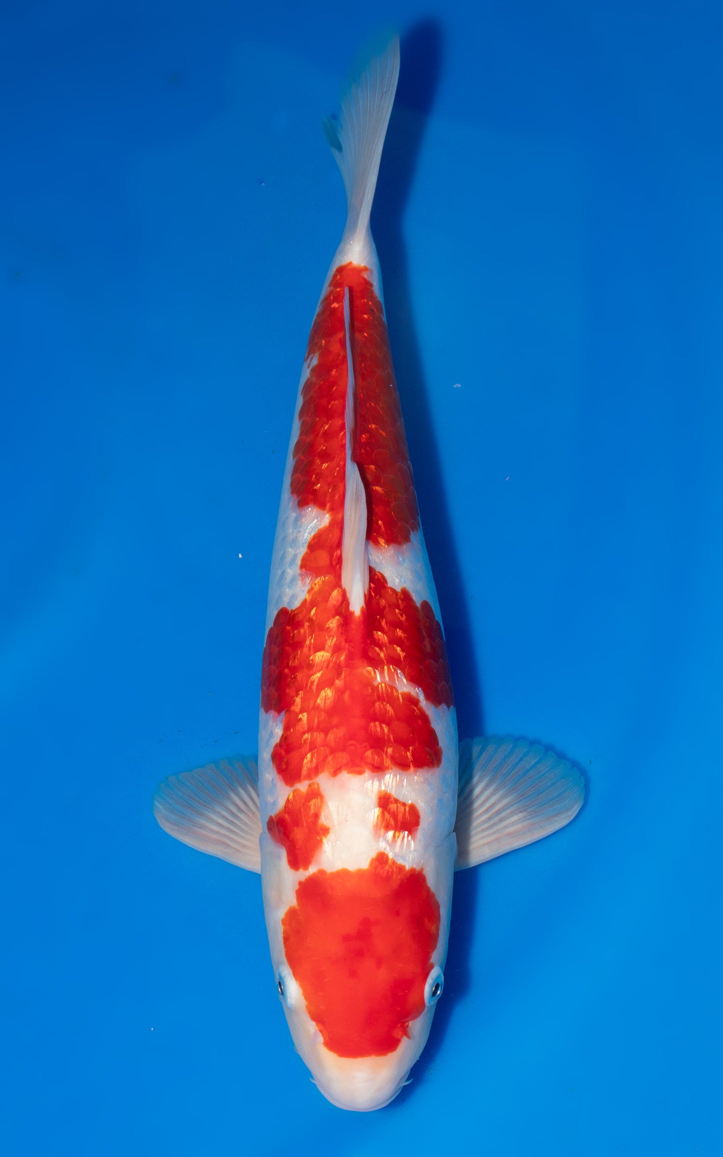 Ginrin Kohaku