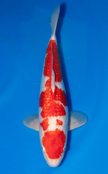 Ginrin Kohaku