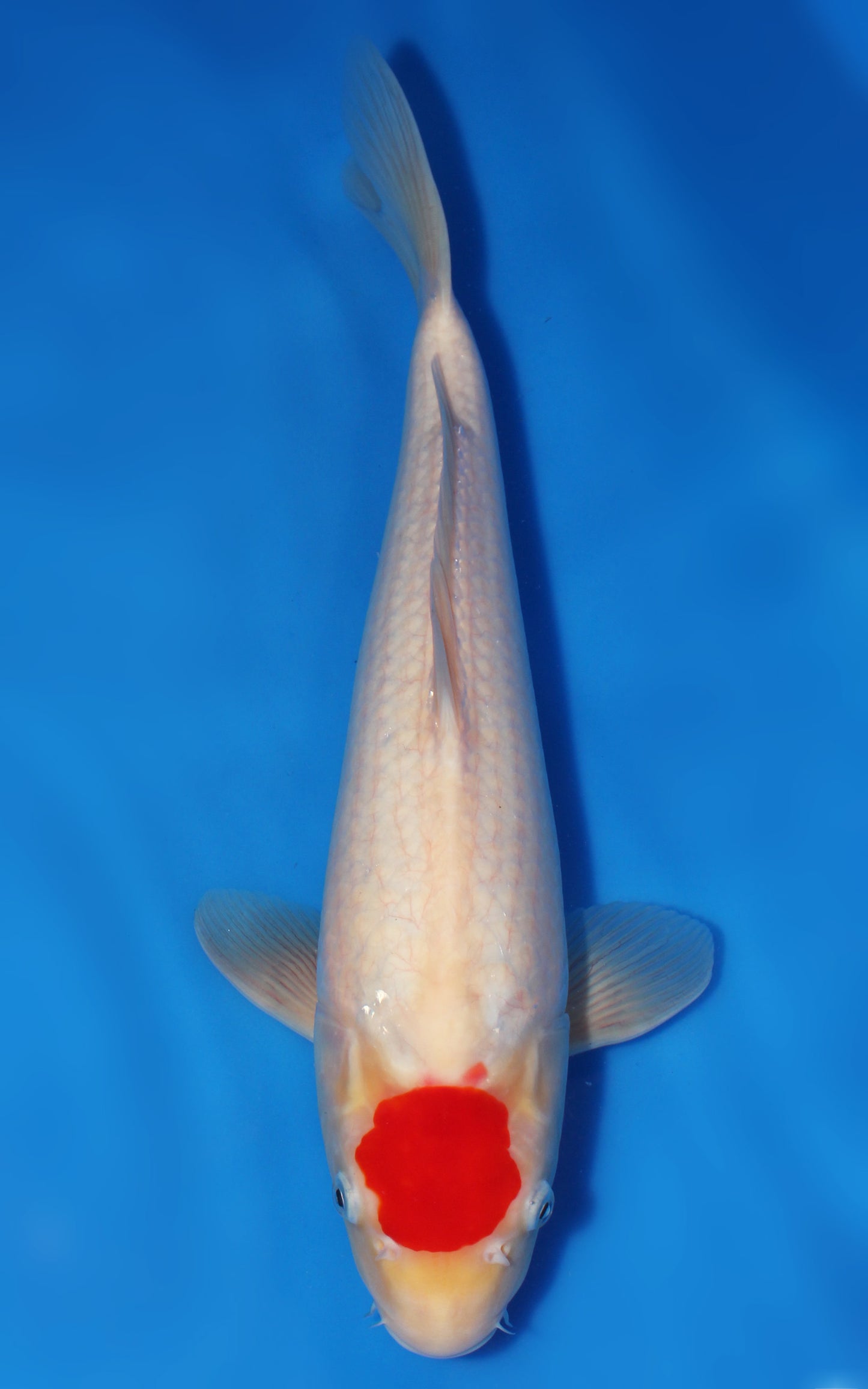 Tancho Kohaku