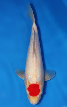 Tancho Kohaku