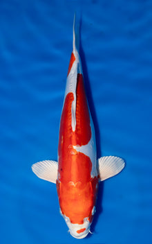 Kikusui