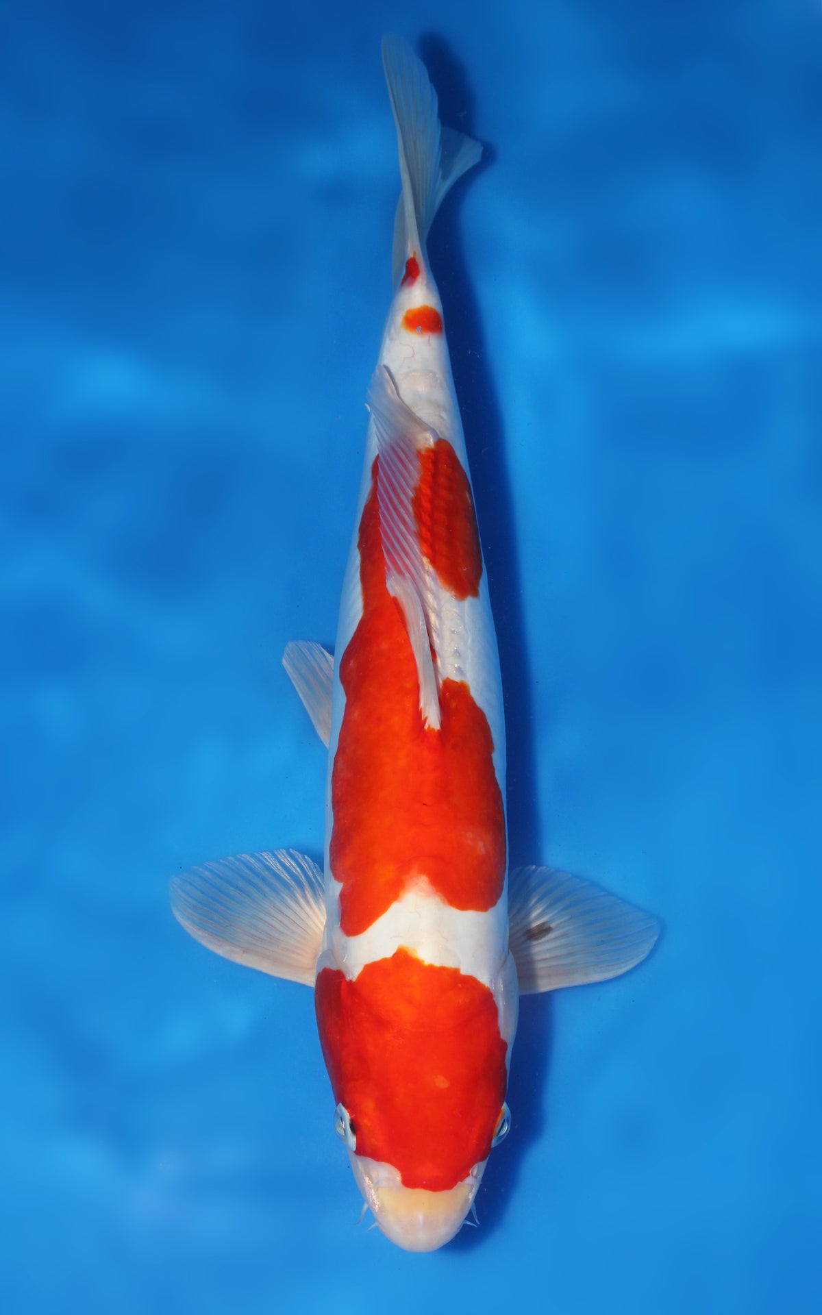 Kikusui