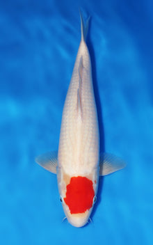 Tancho Kohaku