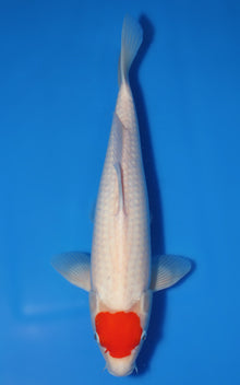 Tancho Kohaku