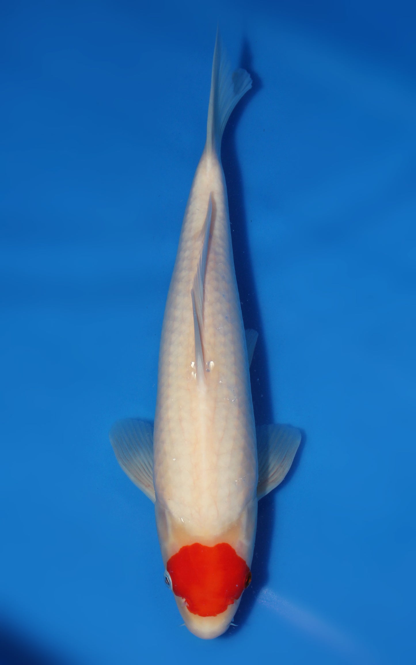 Tancho Kohaku