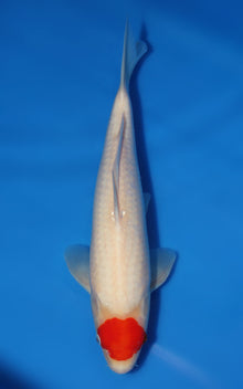 Tancho Kohaku