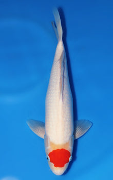 Tancho Kohaku