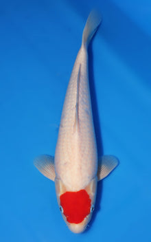 Tancho Kohaku