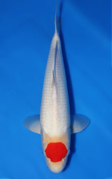 Tancho Kohaku