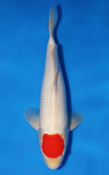 Tancho Kohaku