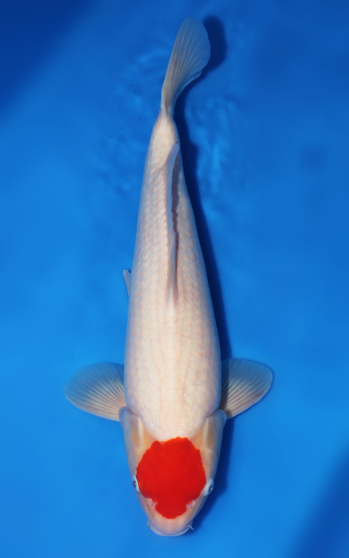 Tancho Kohaku
