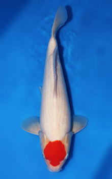 Tancho Kohaku