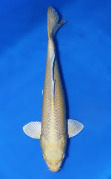 Yamabuki Ogon