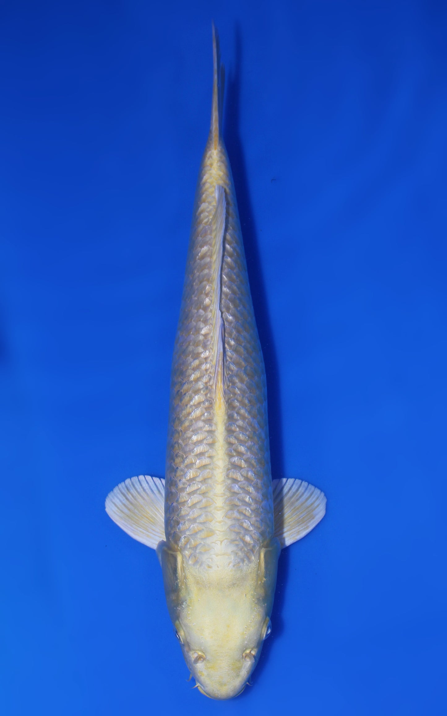 Yamabuki Ogon