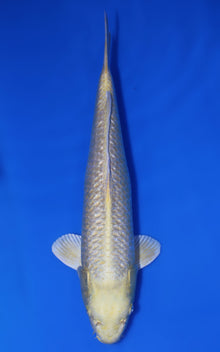 Yamabuki Ogon
